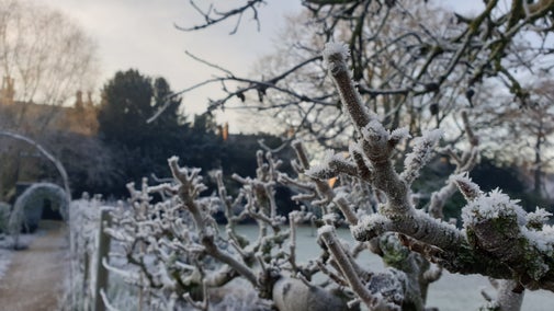 Frost on the shrubs at Peckover Garden